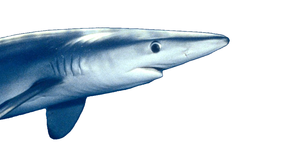 shark